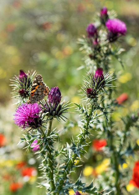 Fleurs de chardon sauvage avec papillon