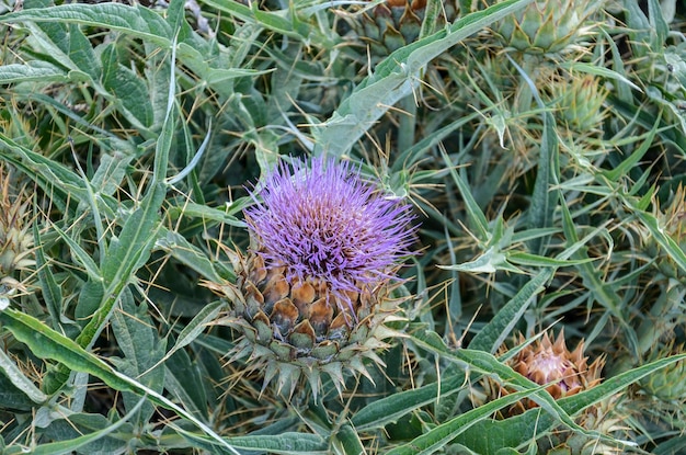 Fleurs de chardon violet dans un paysage de campagne à San Ramon Canelones Uruguay