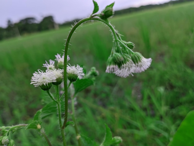 Fleurs de chardon