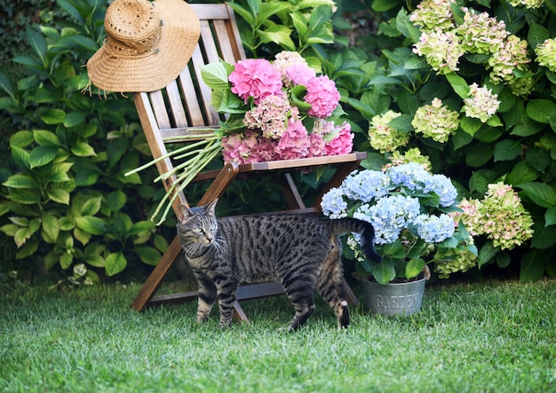 Fleurs de chat et d'hortensia