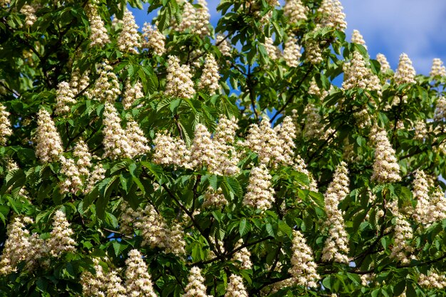 Fleurs de châtaignier blanc au printemps