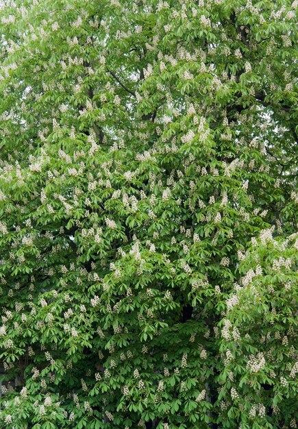 fleurs de châtaignier