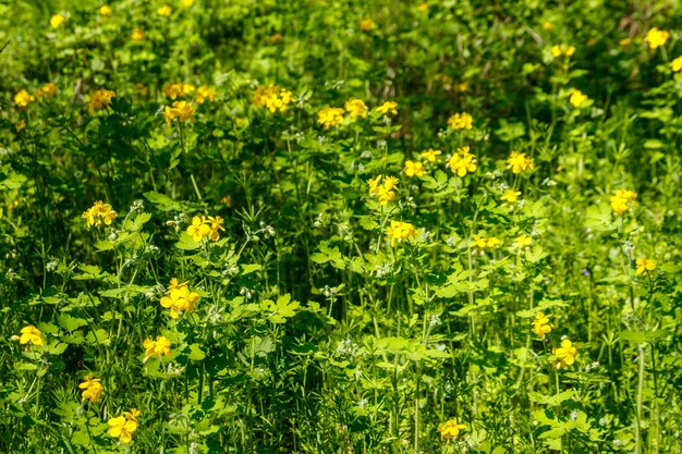 Fleurs de chélidoine jaune en forêt Chelidonium majus communément connu sous le nom de plus grande chélidoine mamelon ou tetterwort