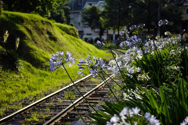 Fleurs sur le chemin de fer de Campos do Jordao