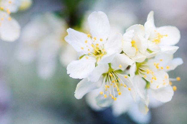 Fleurs de Cherry plum ou Myrobolan Prunus cerasifera fleurissant au printemps sur les branches.