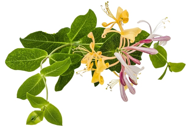 Fleurs de chèvrefeuille lat Lonicera caprifolium isolées sur fond blanc