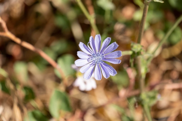 Fleurs de chicorée bleue close up Fleurs violettes de Cichorium intybus appelées herbe de café de chicorée marin ou succory