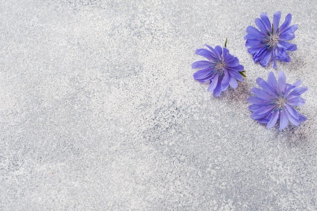 Fleurs de chicorée bleue sur une table grise. Copie de l'espace.