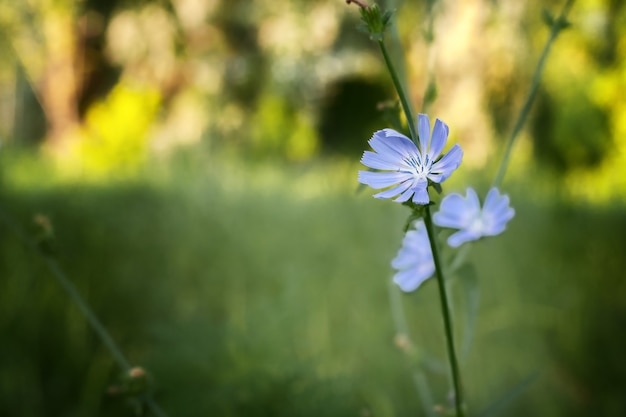 Fleurs de chicorée dans l'herbe de café du jardin