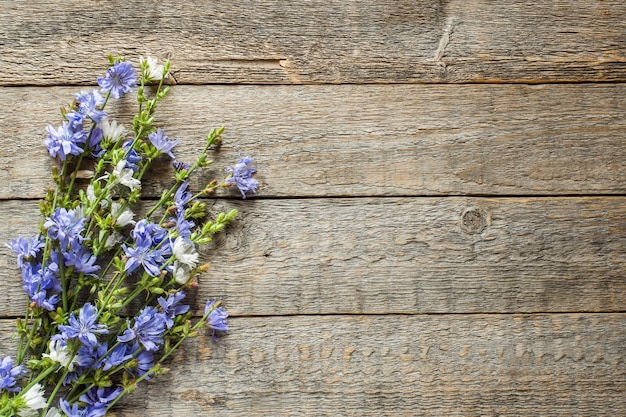 Fleurs de chicorée sur fond en bois rustique. Plante médicinale Cichorii. Espace de copie