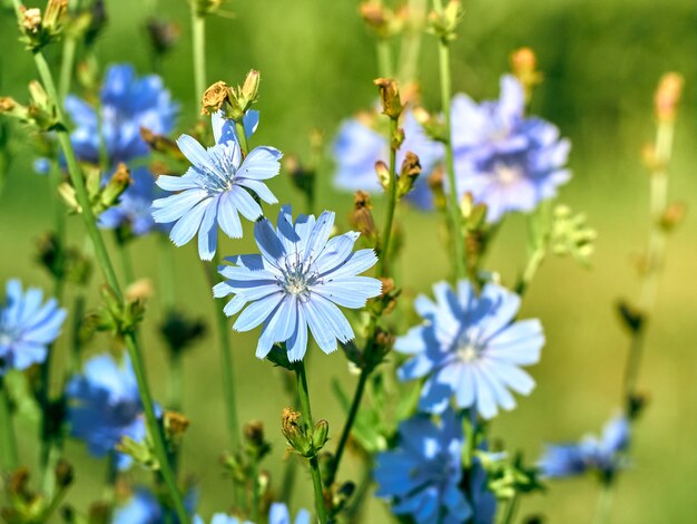 Fleurs de chicorée sur la prairie.