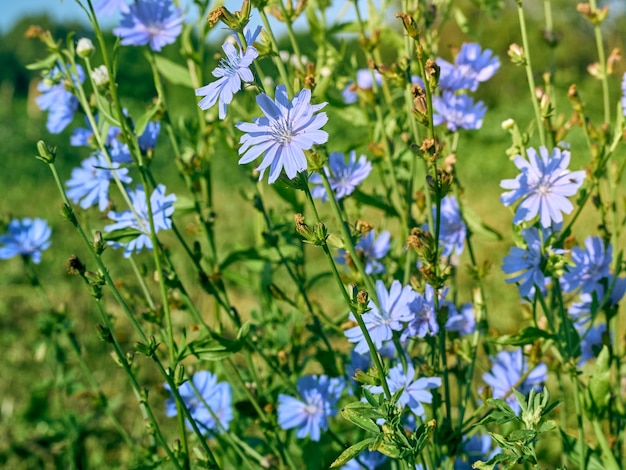 Fleurs de chicorée sur la prairie.