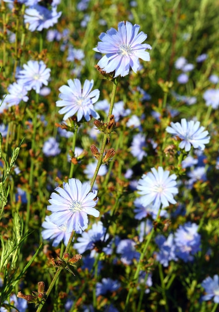 Fleurs de chicorée