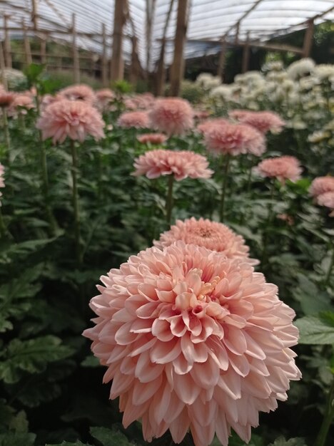 Fleurs de chrysantème roses