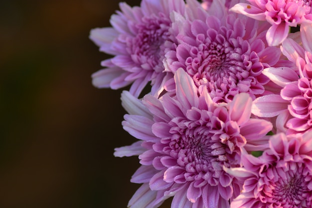 fleurs de chrysanthème avec un arrière-plan flou