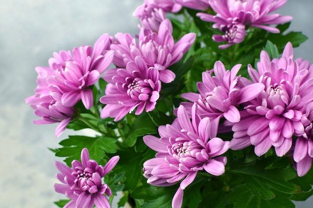 Fleurs de chrysanthème d'automne