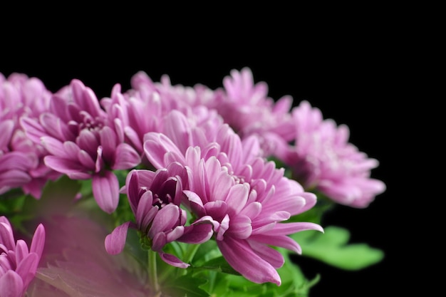 Fleurs de chrysanthème d'automne