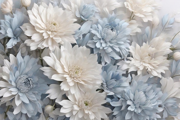 Des fleurs de chrysanthème blanches et bleues en arrière-plan