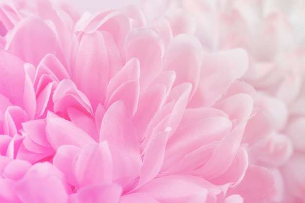 Fleurs de chrysanthème de couleur pastel douce et style flou pour le fond