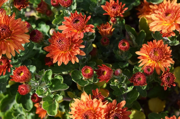 Fleurs de chrysanthème de couleurs vives comme arrière-plan