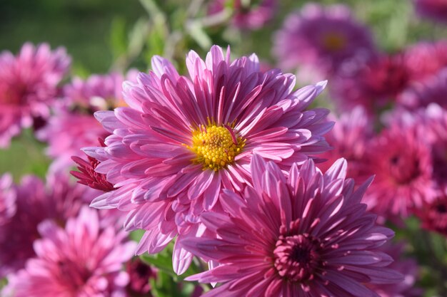 Fleurs de chrysanthème de couleurs vives comme arrière-plan