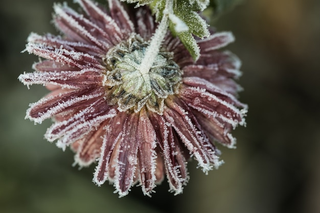 Fleurs de chrysanthème dans le givre.