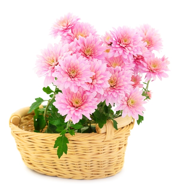 Fleurs de chrysanthème dans le panier