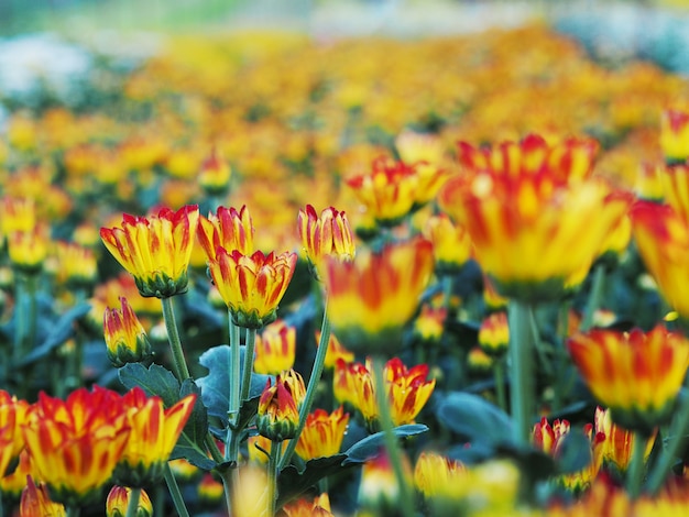 Fleurs de chrysanthème dans une serre