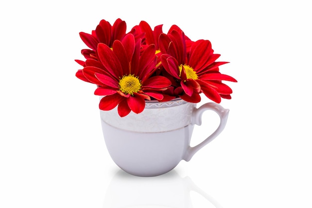 Fleurs de chrysanthème dans une tasse isolé sur fond blanc