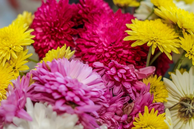 Fleurs de chrysanthème de différentes couleurs libre