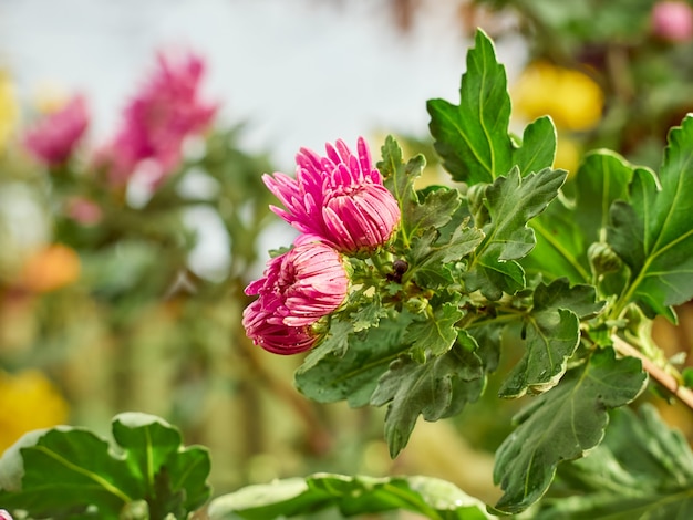 Les fleurs de chrysanthème fleurissent dans le jardin.