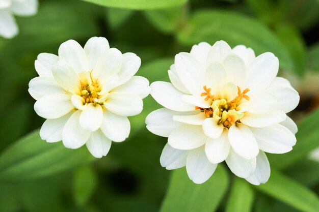 Les fleurs de chrysanthème fleurissent dans le parc le matin