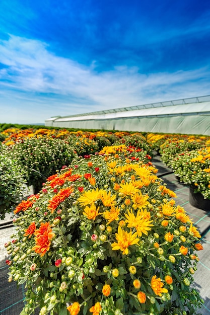 Les fleurs de chrysanthème fleurissent