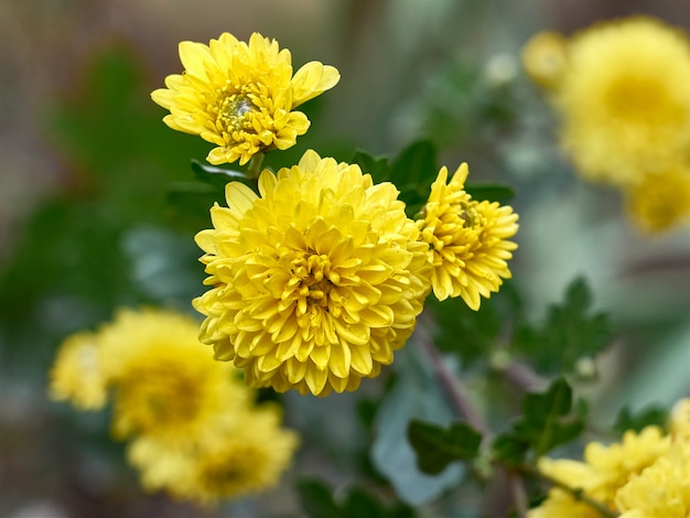 Fleurs de chrysanthème fleurit dans le jardin.