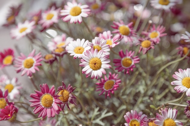 Fleurs de chrysanthème. Fond floral naturel. Flou artistique.