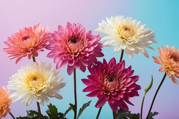 Des fleurs de chrysanthème sur un fond gradient