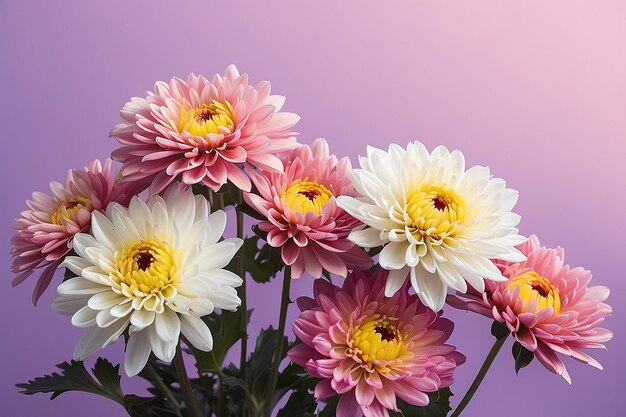 Des fleurs de chrysanthème sur un fond gradient