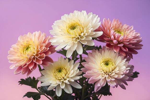 Des fleurs de chrysanthème sur un fond gradient