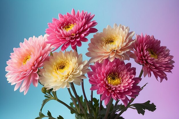 Des fleurs de chrysanthème sur un fond gradient