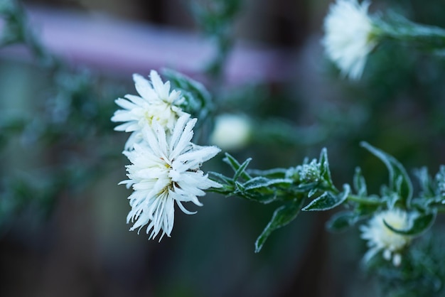 Fleurs de chrysanthème givrées pendant un hiver gelé Mise au point sélective