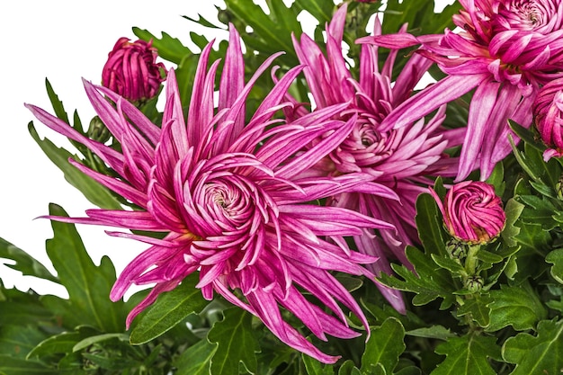 Des fleurs de chrysanthème isolées sur un fond blanc