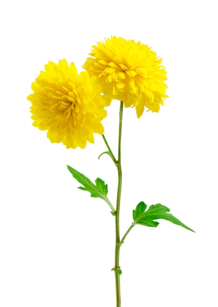 Fleurs de chrysanthème jaune isolés sur blanc. Mise au point sélective