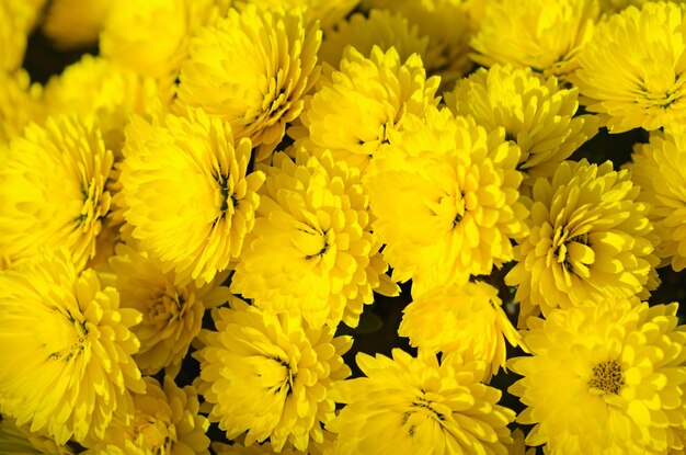 Fleurs de chrysanthème jaune macro image fond floral