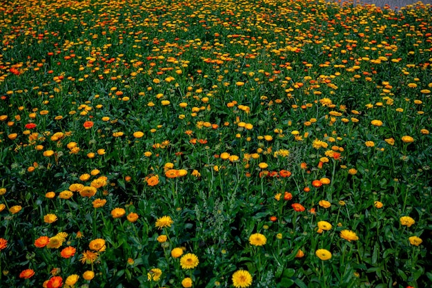 Fleurs de chrysanthème jaune orangé en fleurs sur des fleurs de champ avec des feuilles vertes dans le fond de la nature du jardin