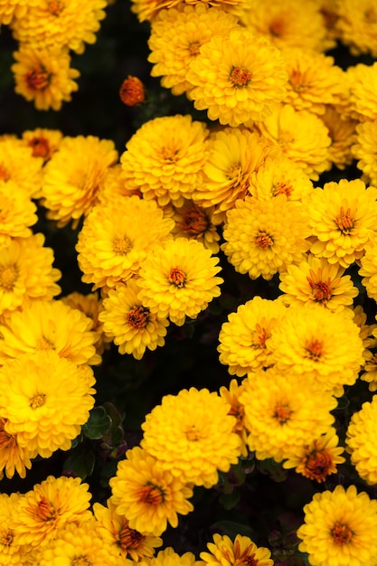 Fleurs de chrysanthème jaune se bouchent sur le buisson