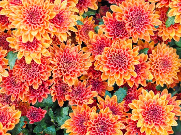 Fleurs de chrysanthème orange avec des gouttes d'eau à la serre.