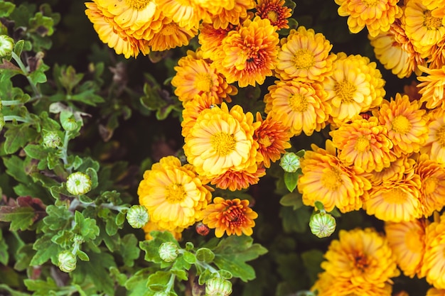 Fleurs de chrysanthème orange se bouchent sur le buisson