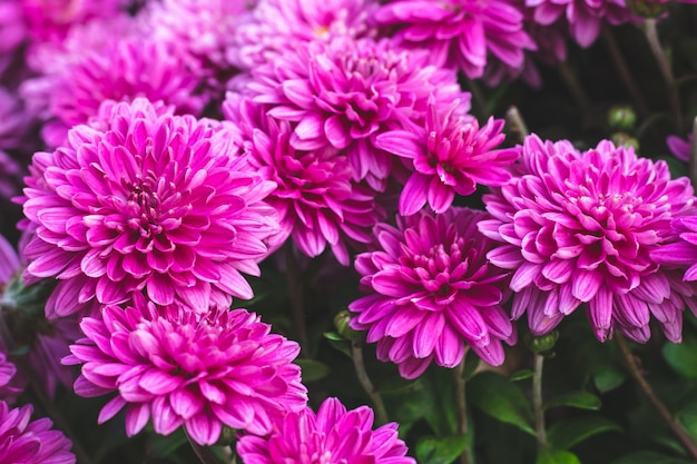 Fleurs de chrysanthème rose. Fond floral. motif nature fleur.