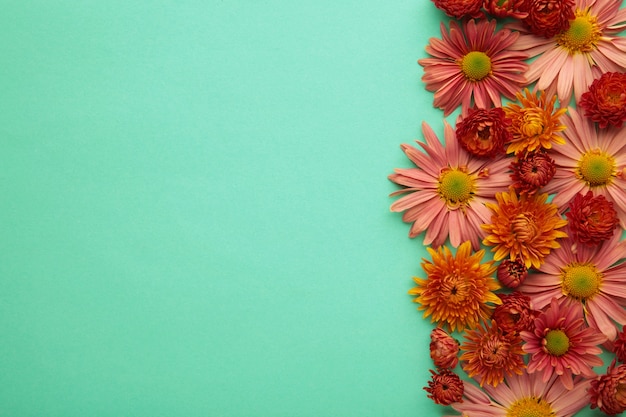 Fleurs de chrysanthème rose sur fond de menthe. Vue de dessus