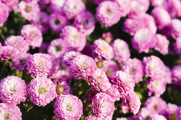 Fleurs de chrysanthème rose macro image fond floral